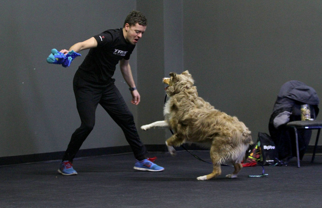 No. 4: Australian shepherd